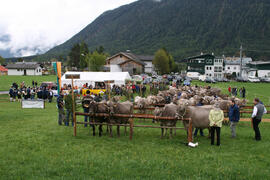 Viehzuchtausstellung 2010-05-02_3 JMF