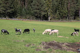 Schafe Strigl Kohlangerle 2018-10-02 JMF