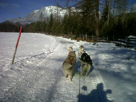 Huskies Haselwanter 2012-11-17_2 Haselwanter Sabrina