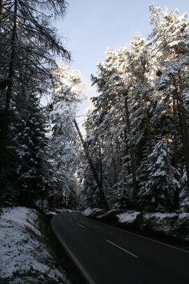B 189 Baumfällungen 2010-11-08_03 JMF