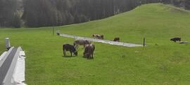 Kühe Grünberglift 2023-05-29_2 JMF