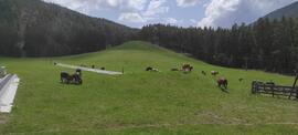 Kühe Grünberglift 2023-05-29_3 JMF