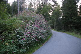 Neophyten Wald 2021-09-13 JMF