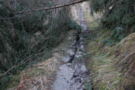 Sturmschäden Steig Wald 2023-12-26_1 JMF