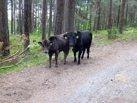 Kühe Föger Gerald 2013-06-09 JMF