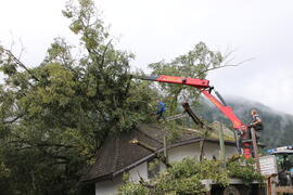 Kapelle Wald Umsturz Linde 40JMF