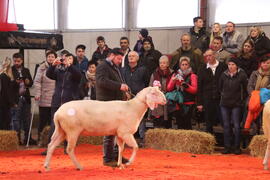 Jungwidder Muglach Andreas 2018-03-03_2 JMF
