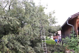 Kapelle Wald Umsturz Linde 31JMF