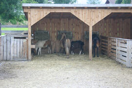 Stern Ponys 2007-06-29 JMF