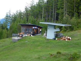 Kühe Grünberg Bergstation 2012-06-10 JMF