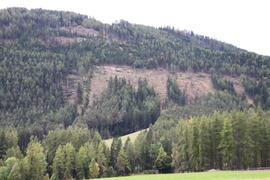 Grünberg Waldschäden 2023-10-20_1 JMF