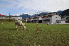 Schafe SPAR-Unterstrass 2018-10-02 JMF