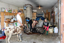 Schafscheren 2014-09-27_3 JMF
