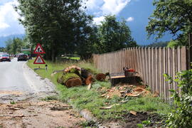 Oberstrass 217 Linde 2020-06-30_1 JMF