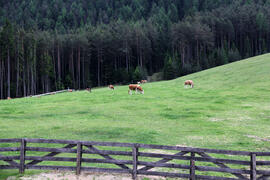 Almauftrieb Simmeringalm 2012-05-28 JMF