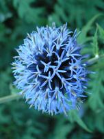 Blaue-blume