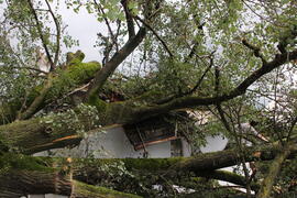 Kapelle Wald Umsturz Linde 70JMF