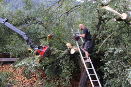 Kapelle Wald Umsturz Linde 63JMF