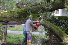 Kapelle Wald Umsturz Linde 56JMF