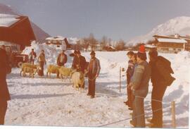 Schafzuchtverein, Schafausstellung nördlich von