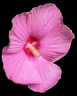 hibiscus-flower_