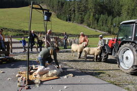 Schafscherer 2012-09-21_2 JMF