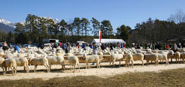 Schafausstellung Untermieming 20JMF