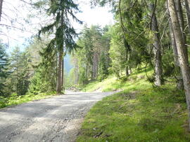 Aschland Marienbergforststrasse 2018-08-19_4 JMF