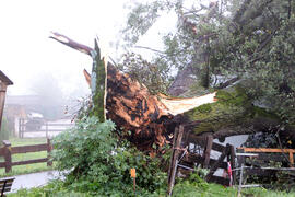 Kapelle Wald Umsturz Linde 17JMF