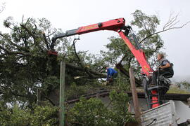 Kapelle Wald Umsturz Linde 37JMF