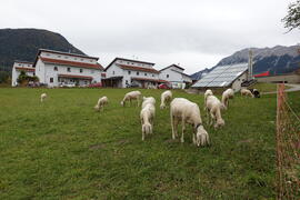 Schafe Föger 2021-10-19 JMF