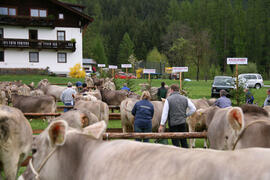 Viehzuchtausstellung 2010-05-02_1 JMF