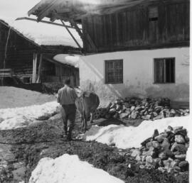 Schaller Ernst geb. 1931 mit Kuh vor Weisland 51