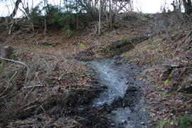 Sturmschäden Steig Wald 2023-12-26_2 JMF