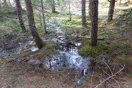 Waldboden 2023-12-25_1 JMF