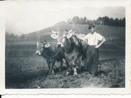 Schweigl Franz geb. 1921 mit Kuhgespann beim Pflügen