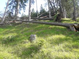 Grünberg Sturmschäden 2023-07-27_4 Neurauter Erich