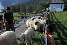 Schafschoad Lehnberg 2021-09-10_2 JMF