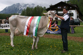 Kühe Gesamtsieger 24 Ennemoser Hansjörg 2010-05-02 JMF