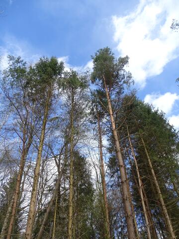 Original digitales Objekt not accessible