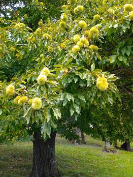 Kastanienbaum