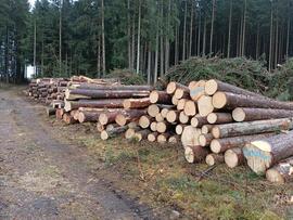 Holzschlägerungsarbeiten