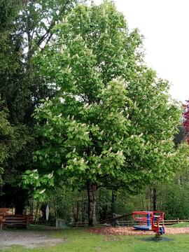 Kastanienbaum beim Spielplatz