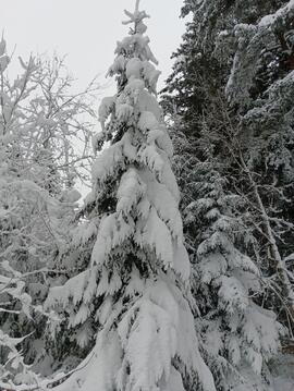 Winter im Rinner Wald