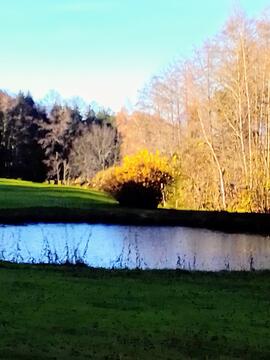 Herbst am Golfplatz