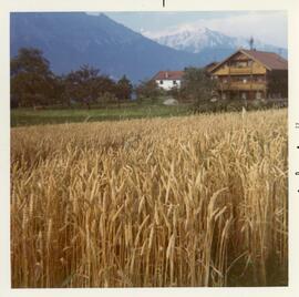 Kornfeld beim &quot;Penz&quot;