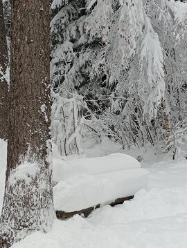 Winter im Rinner Wald