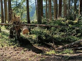 Sturmschäden beim &quot;Penzn Gatter&quot;
