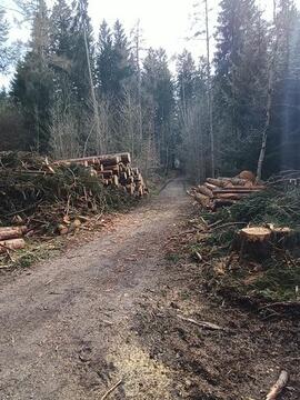 Holzschlägerungsarbeiten