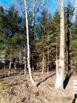 Holzausputzarbeiten